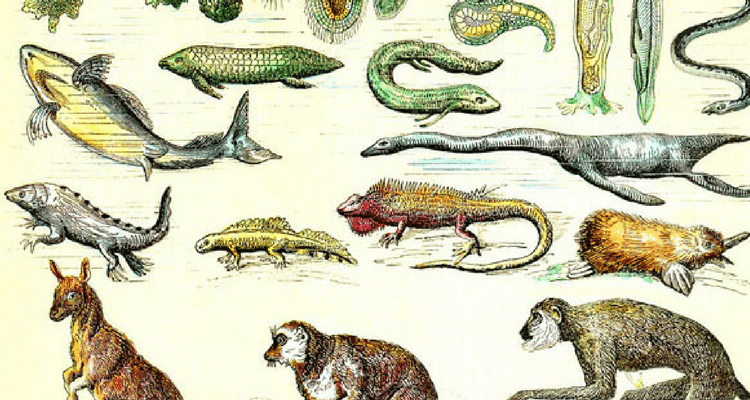 screenwriter species